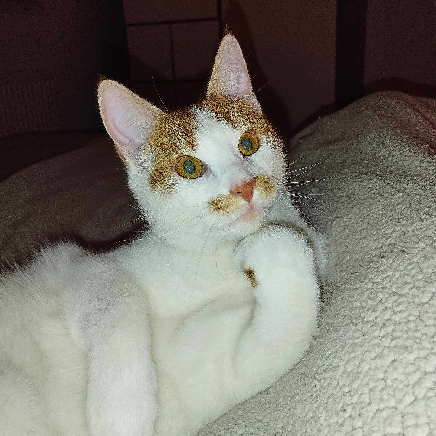 Sushi participe au concours pour gagner de l'argent avec cette photo : animal, blanket, cat, closeup, cozy, cute, domestic, ears, eyes, feline, fur, indoor, orange_spots, pet, portrait, relaxed, resting, texture, whiskers, white_cat