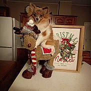 Lil Wiener joined the competition — help win amazing prizes! dog, stuffed_toy, reindeer, christmas_sign, holiday_decor, table, kitchen, brown_fur, curious_eyes, indoors, cozy, decorative_scarf, decorative_hat, wooden_cabinet, countertop, festive, pet, animal, cute, holiday