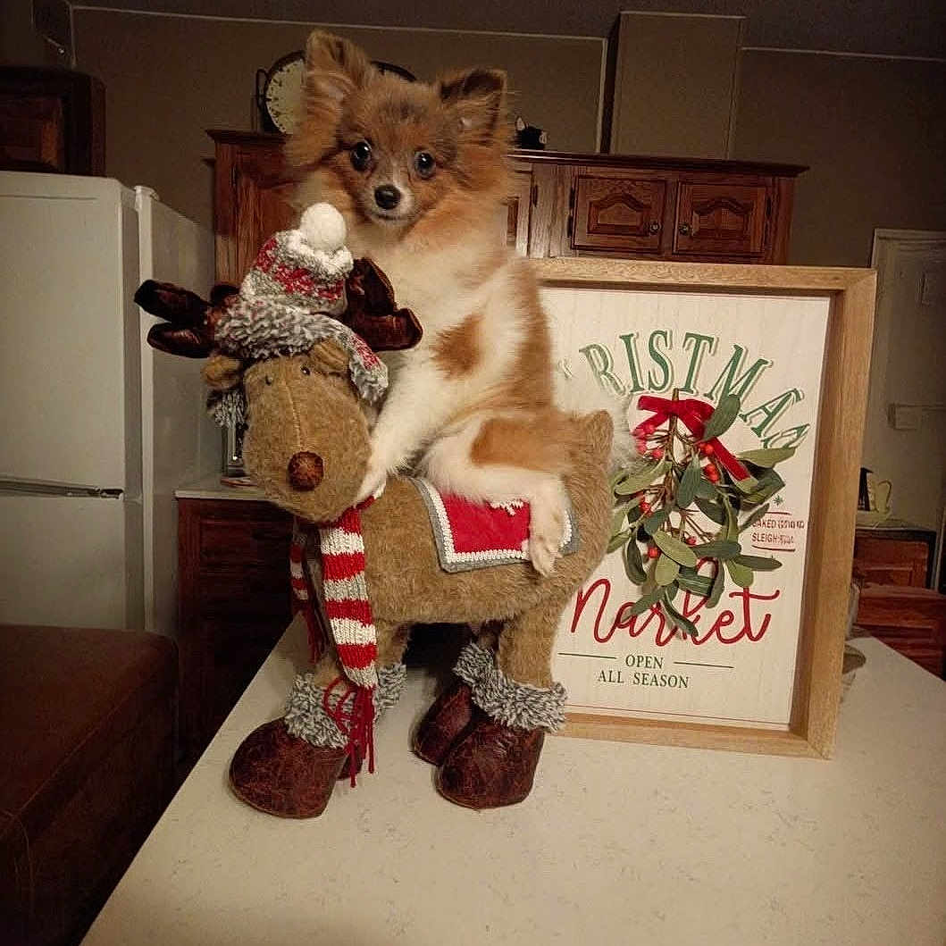 Lil Wiener joined the competition — help win amazing prizes! animal, brown_fur, christmas_sign, countertop, cozy, curious_eyes, cute, decorative_hat, decorative_scarf, dog, festive, holiday, holiday_decor, indoors, kitchen, pet, reindeer, stuffed_toy, table, wooden_cabinet