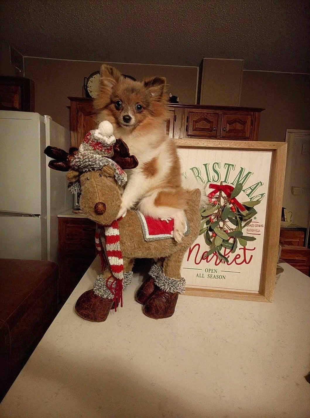 Lil Wiener joined the competition — help win amazing prizes! dog, stuffed_toy, reindeer, christmas_sign, holiday_decor, table, kitchen, brown_fur, curious_eyes, indoors, cozy, decorative_scarf, decorative_hat, wooden_cabinet, countertop, festive, pet, animal, cute, holiday