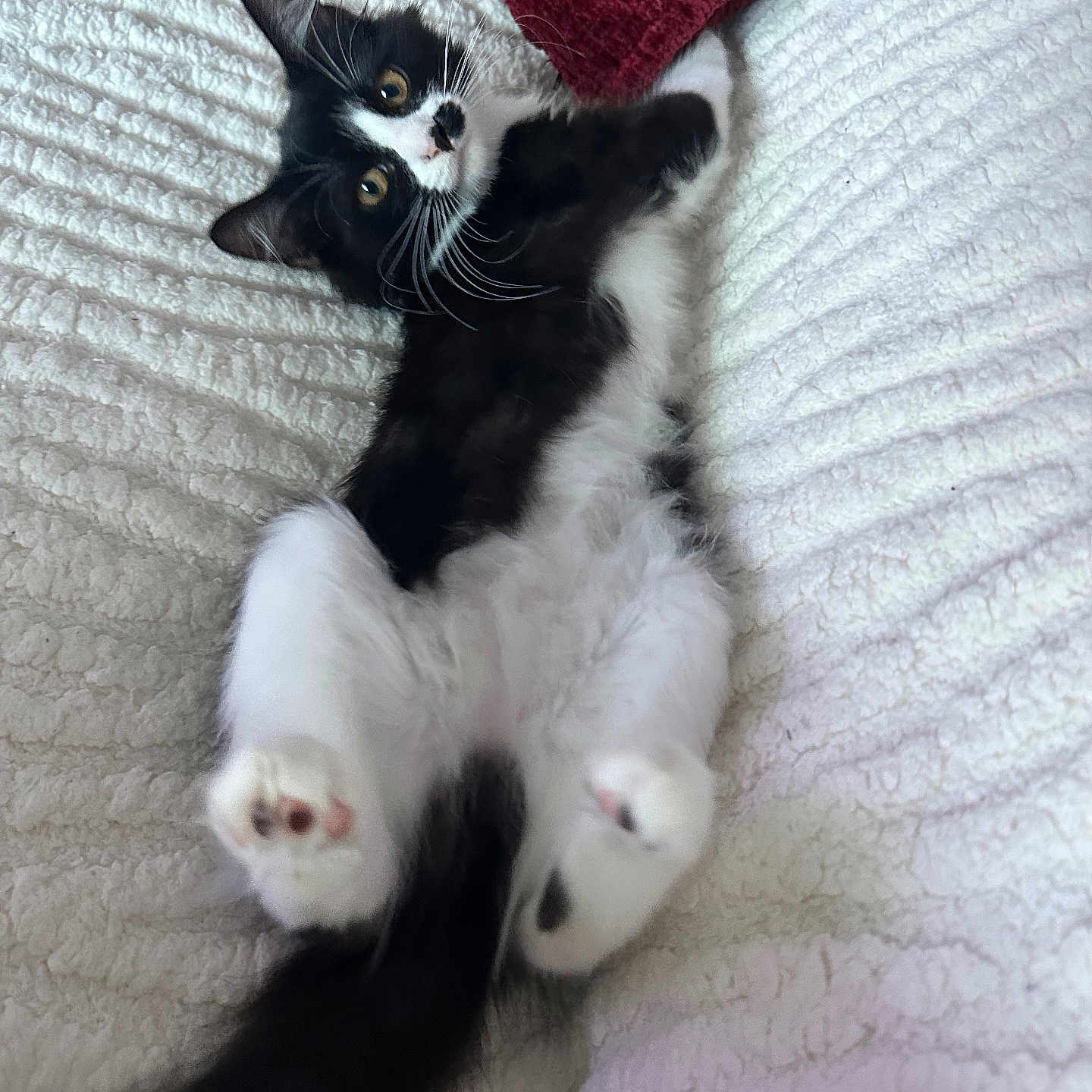 Bianca a rejoint le concours — aidez-le/la à gagner de superbes lots ! animal, black_and_white, blanket, cat, cozy, curious, cute, fluffy, fur, indoor, kitten, lying_down, paws, pet, relaxed, small, tail, texture, whiskers, young