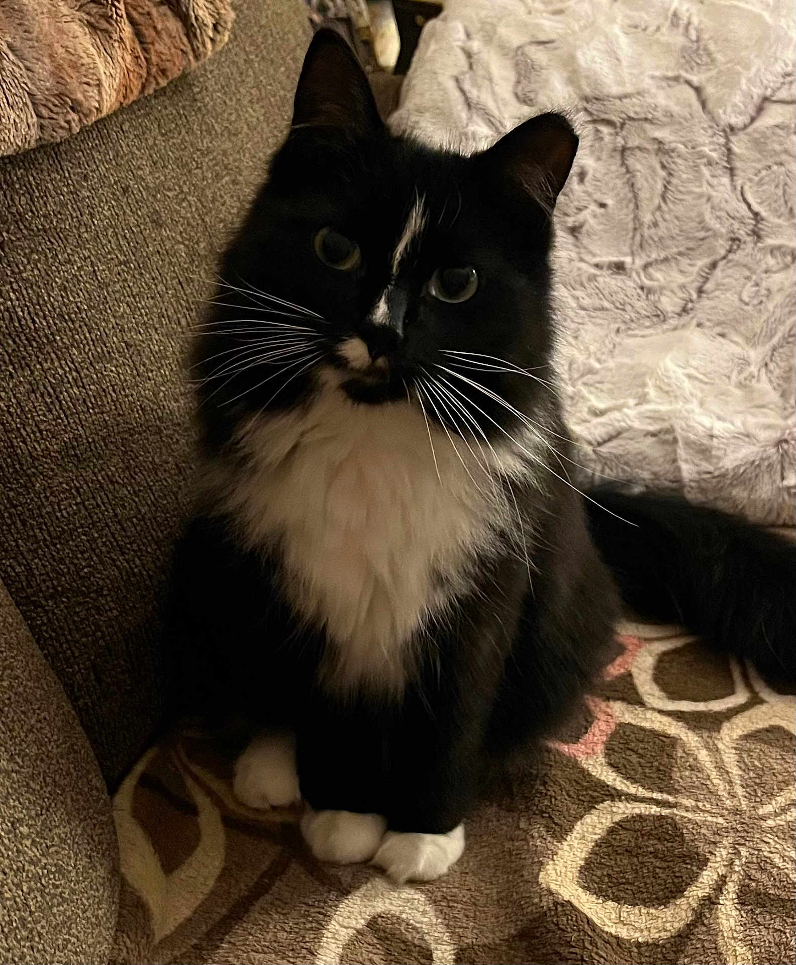 Joey is registered to the contest to win money with this photo: cat, tuxedo_cat, whiskers, fluffy, paws, indoor, couch, blanket, rug, portrait, black_and_white, long_hair, pet, feline, eyes, sitting, cozy, fur, home, close_up