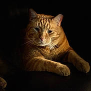 Steve is registered to the contest to win money with this photo: animal, calm, cat, close_up, cozy, cute, dark_background, domestic_animal, feline, fur, ginger_cat, indoor, mammal, paws, pet, portrait, relaxed, resting, soft_lighting, whiskers