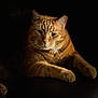 animal, calm, cat, close_up, cozy, cute, dark_background, domestic_animal, feline, fur, ginger_cat, indoor, mammal, paws, pet, portrait, relaxed, resting, soft_lighting, whiskers