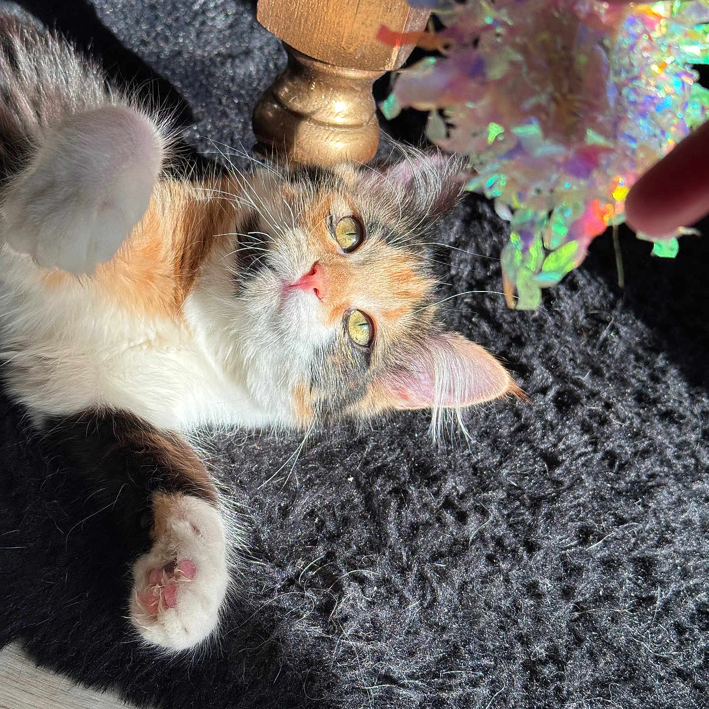 Saphyra participe au concours pour gagner de l'argent avec cette photo : abyssinian, accessories, animal, bodypart, cat, crystal, daisy, face, flower, glass, hand, homedecor, kitten, manx, ornament, person, pet, petal, plant, purple