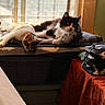 Luna is registered to the contest to win money with this photo: cat, window, sunlight, indoor, blanket, feline, resting, cozy, table, bag, pattern, animal, relaxation, fur, domestic, pet, daylight, quiet, warm, comfortable