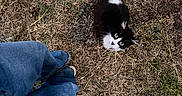Luna is registered to the contest to win money with this photo: cat, black_and_white_cat, grass, dry_grass, person, jeans, blue_jeans, shoes, outdoor, looking_up, animal, pet, curious, nature, ground, fur, whiskers, eyes, legs, casual