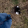 cat, black_and_white_cat, grass, dry_grass, person, jeans, blue_jeans, shoes, outdoor, looking_up, animal, pet, curious, nature, ground, fur, whiskers, eyes, legs, casual