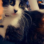 Luna is registered to the contest to win money with this photo: animal, background, black_and_white, cat, clock, close_up, collar, curious, domestic_cat, face, fur, heart_emoji, household, indoor, lamp, love_text, pet, portrait, whiskers, yellow_eyes