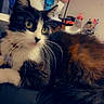 Luna is registered to the contest to win money with this photo: animal, background, black_and_white, cat, closeup, collar, colorful, curious, eyes, feline, fur, furniture, home, indoor, lamp, love, pet, relaxed, resting, whiskers