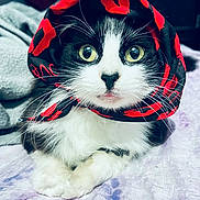Luna is registered to the contest to win money with this photo: cat, black_and_white, scarf, red_lips_pattern, wide_eyes, whiskers, pet, indoor, blanket, resting, cute, feline, fur, close_up, portrait, animal, domestic, soft_texture, laying_down, curious