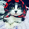 cat, black_and_white, scarf, red_lips_pattern, wide_eyes, whiskers, pet, indoor, blanket, resting, cute, feline, fur, close_up, portrait, animal, domestic, soft_texture, laying_down, curious