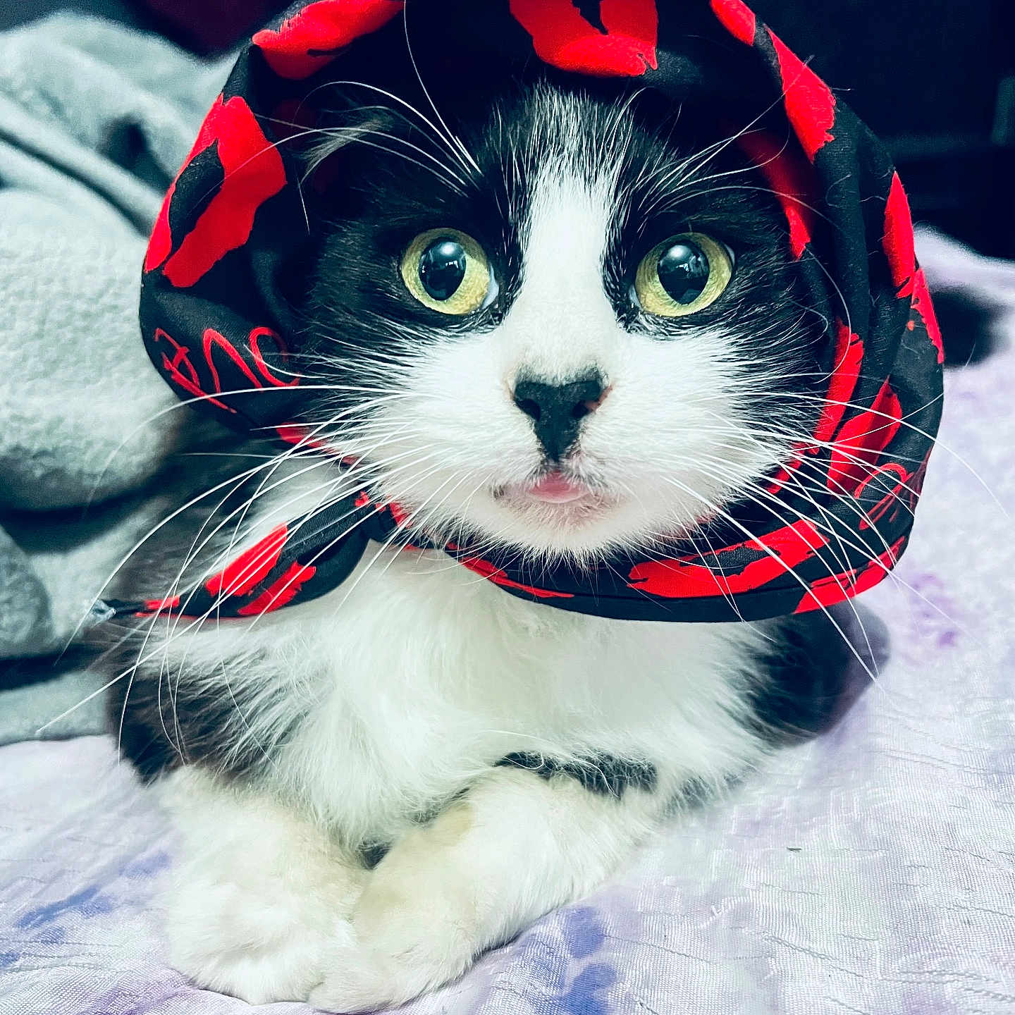 Luna is registered to the contest to win money with this photo: cat, black_and_white, scarf, red_lips_pattern, wide_eyes, whiskers, pet, indoor, blanket, resting, cute, feline, fur, close_up, portrait, animal, domestic, soft_texture, laying_down, curious