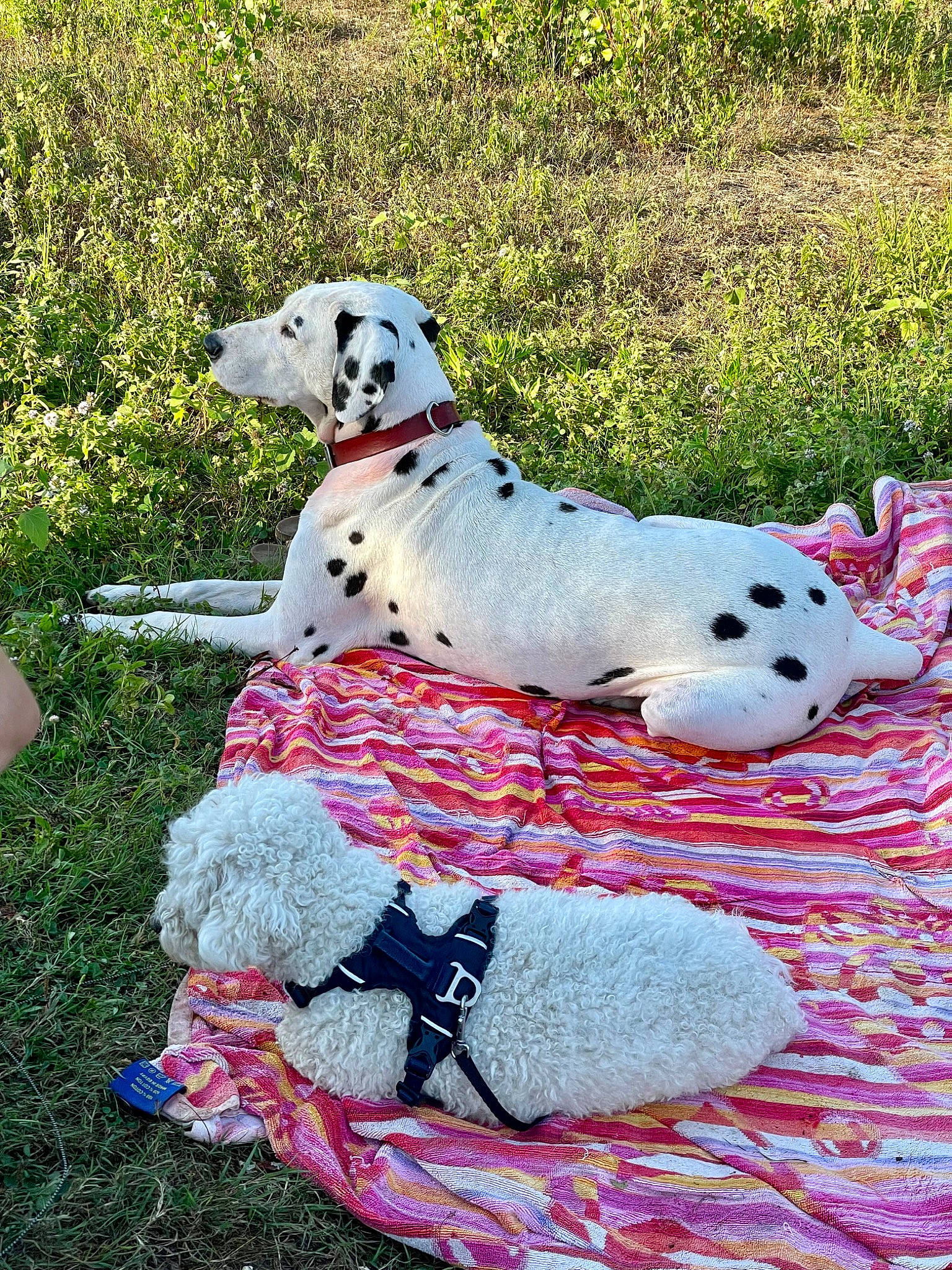 Halto participe au concours pour gagner de l'argent avec cette photo : canidae, carmine, carnivore, collar, companion_dog, dalmatian, dog, dog_breed, dog_collar, dog_supply, fawn, grass, pattern, pet_supply, plant, sitting, sporting_group, terrestrial_animal, toy, working_animal