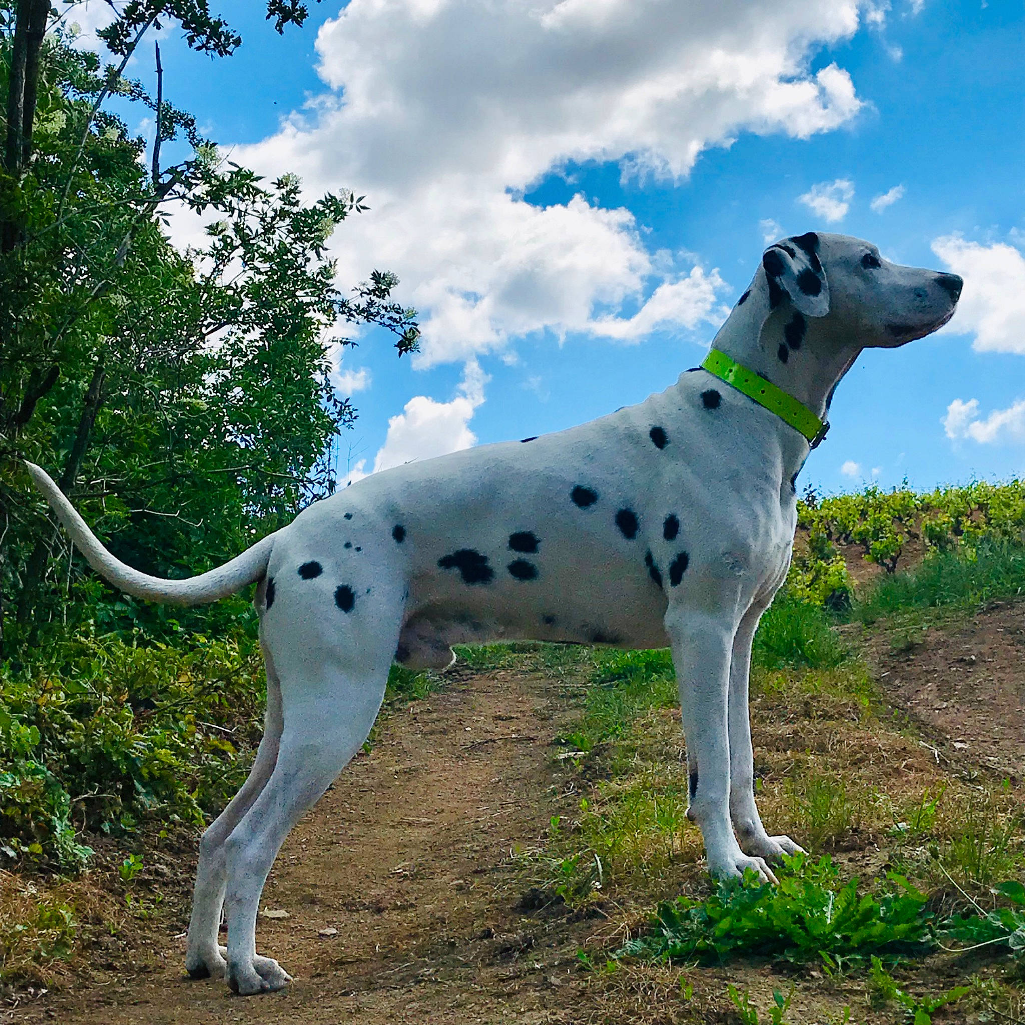 Halto participe au concours pour gagner de l'argent avec cette photo : canidae, carnivore, cloud, collar, companion_dog, dog, dog_breed, dog_collar, fawn, grass, grassland, plant, sky, snout, sporting_group, tail, terrestrial_animal, tree, working_animal, working_dog