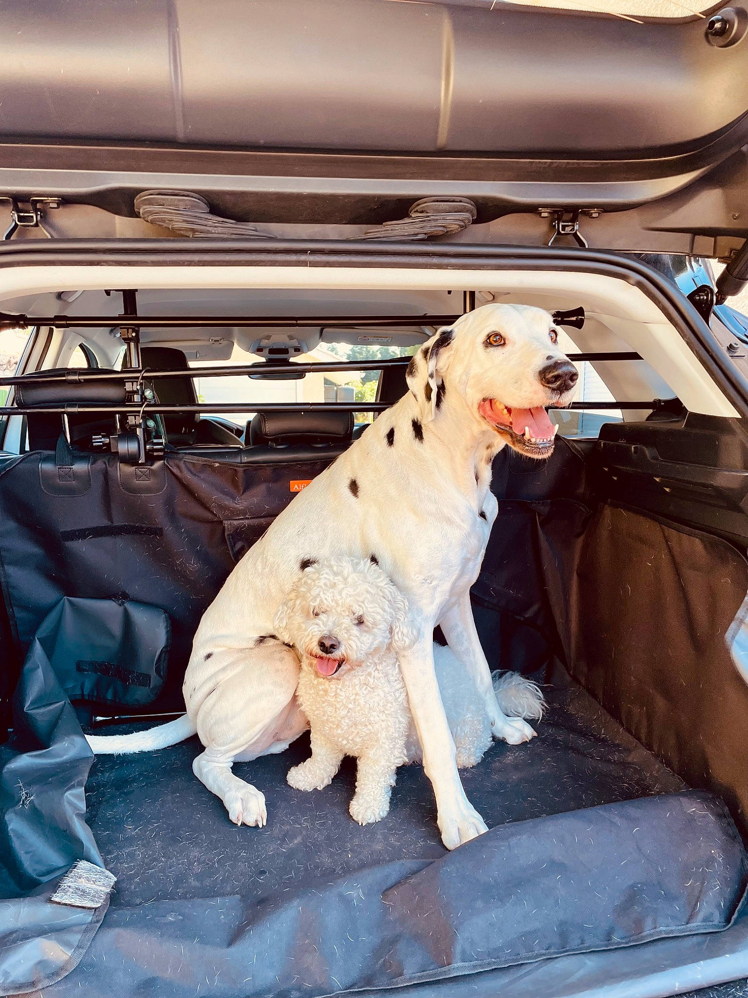 Halto participe au concours pour gagner de l'argent avec cette photo : auto_part, automotive_design, automotive_exterior, automotive_window_part, car, car_seat, carnivore, collar, companion_dog, dog, dog_breed, door, fawn, hood, motor_vehicle, snout, sporting_group, vehicle, vehicle_door, windshield