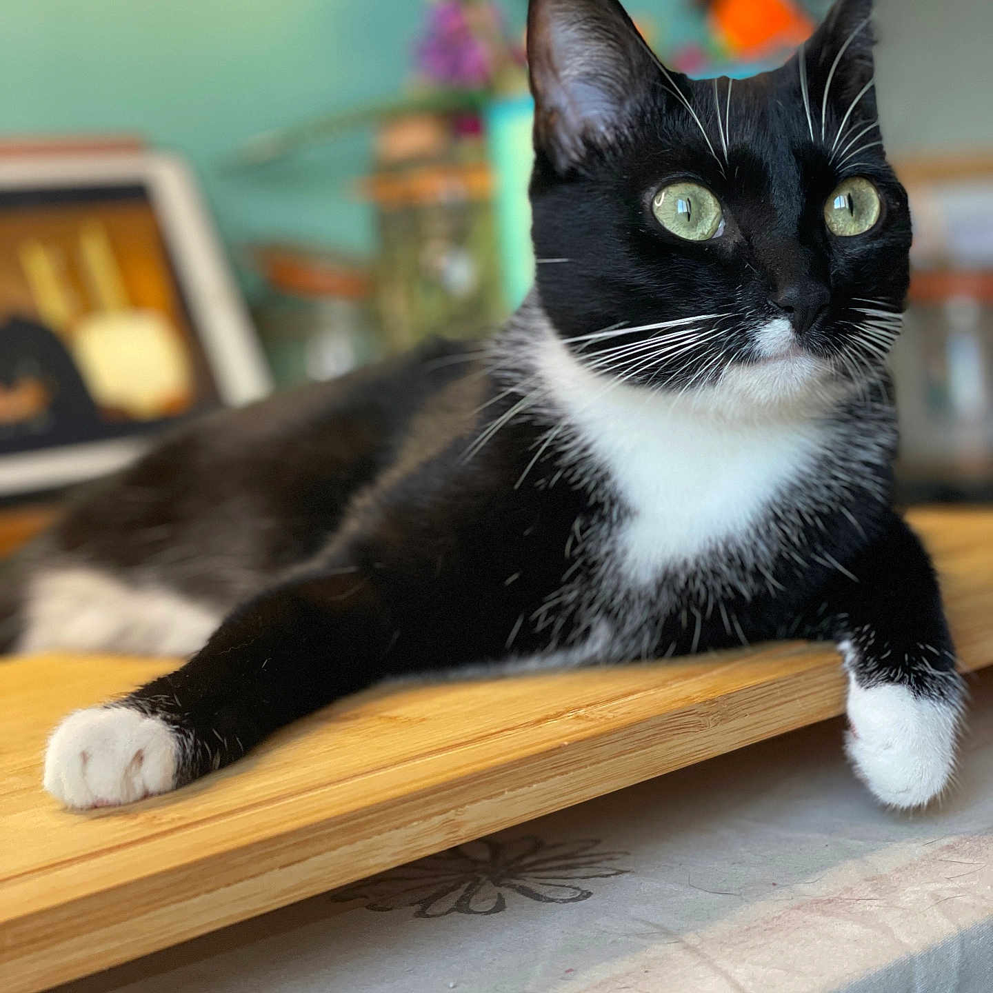 Yvy a rejoint le concours — aidez-le/la à gagner de superbes lots ! alert, animal, black_and_white, cat, closeup, domestic_cat, ears, eyes, feline, fur, home, indoor, paw, pet, portrait, relaxed, tablecloth, tuxedo_cat, whiskers, wooden_board