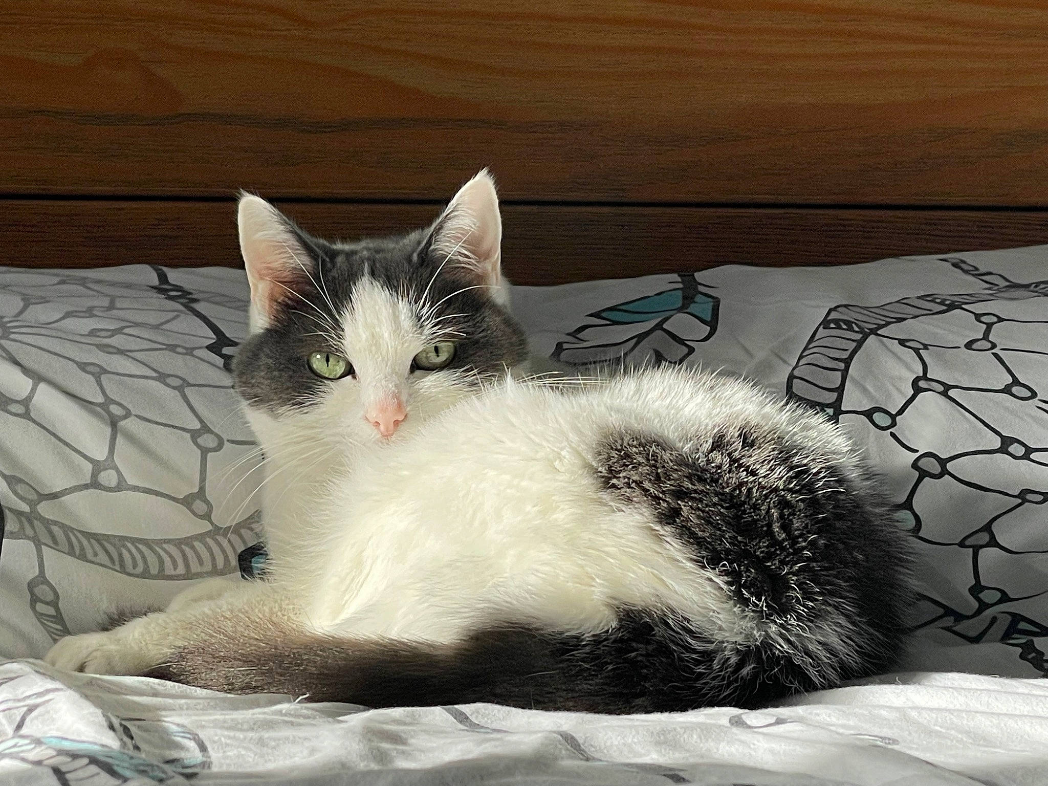 Pépette a rejoint le concours — aidez-le/la à gagner de superbes lots ! carnivore, cat, claw, comfort, domestic_short_haired_cat, felidae, fur, grey, linens, metal, monochrome_photography, paw, small_to_medium_sized_cats, snout, snow, square, tail, whiskers, window, winter