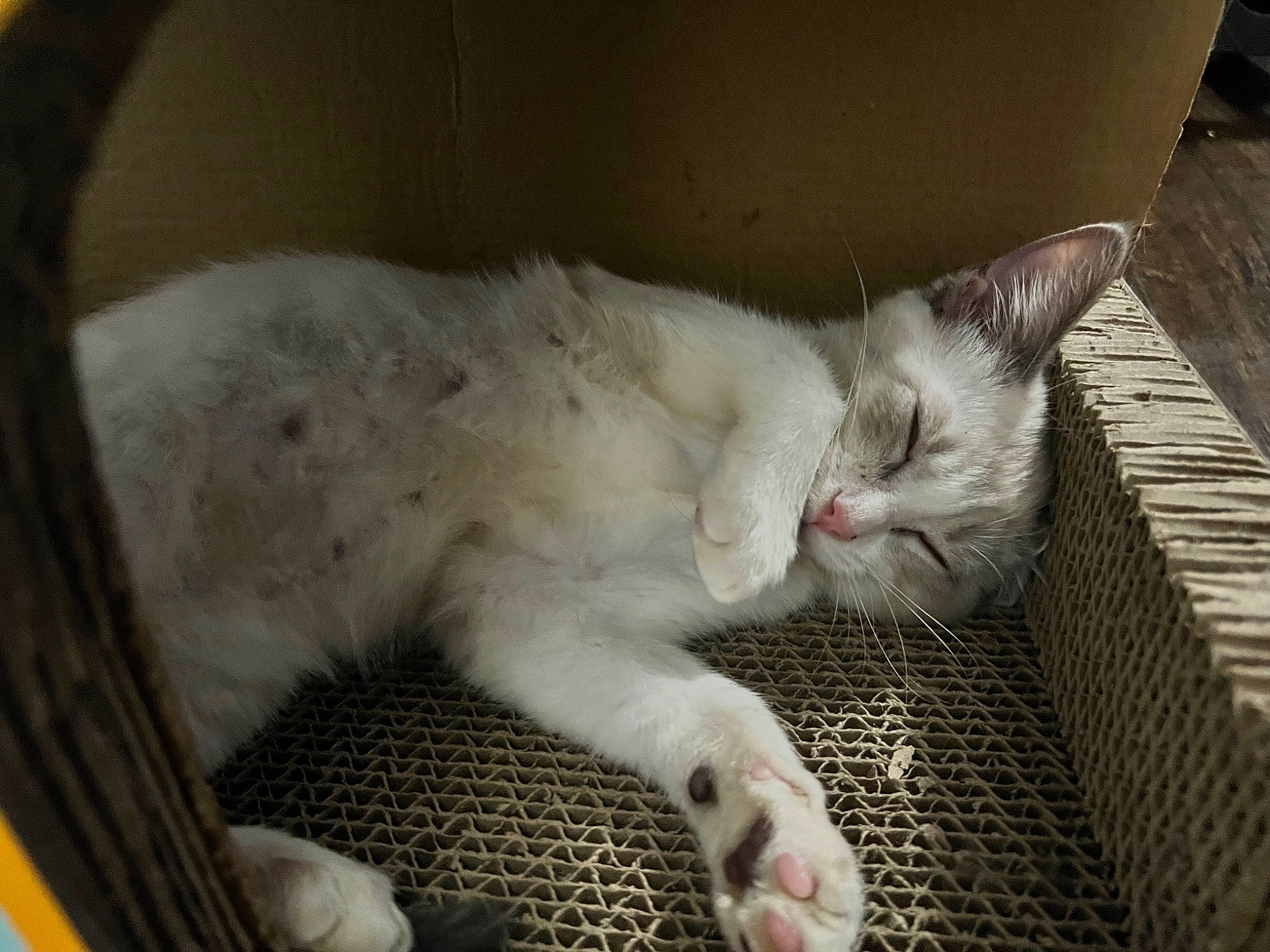 Lily is registered to the contest to win money with this photo: animal_shelter, carnivore, cat, cat_supply, claw, comfort, domestic_short_haired_cat, fawn, felidae, fur, nap, paw, pet_supply, small_to_medium_sized_cats, snout, tail, whiskers