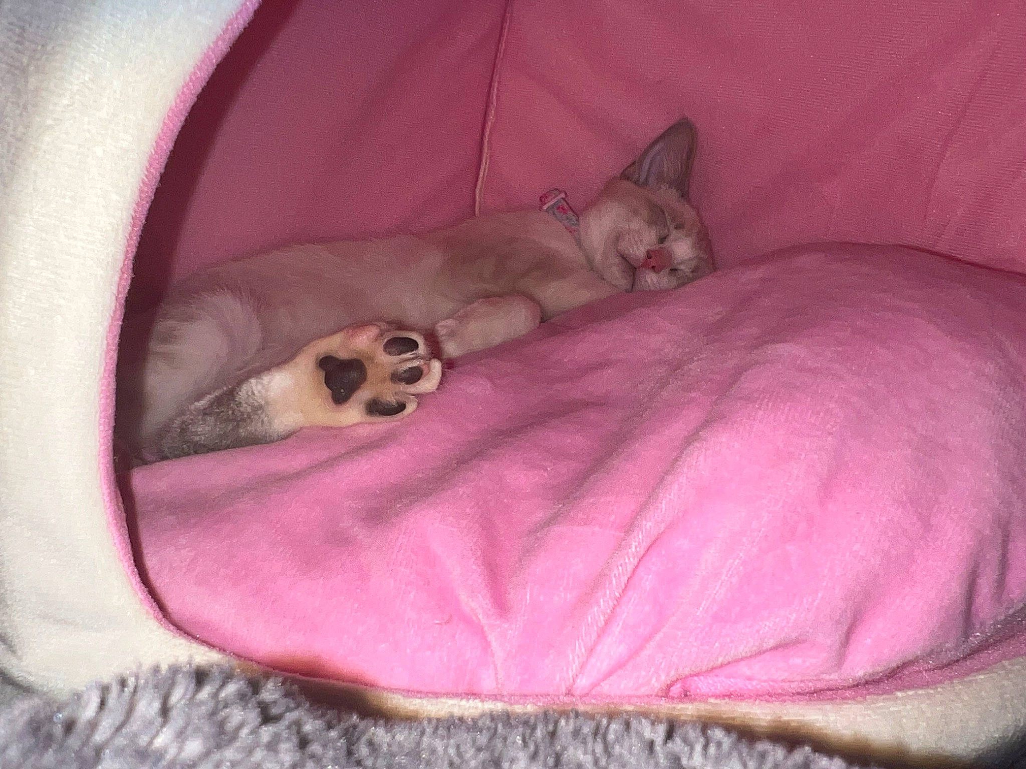 Lily joined the competition — help win amazing prizes! canidae, carnivore, cat, cat_bed, comfort, companion_dog, dog_breed, dog_supply, fawn, felidae, fur, linens, magenta, nap, pink, small_to_medium_sized_cats, snout, sporting_group, tail, whiskers