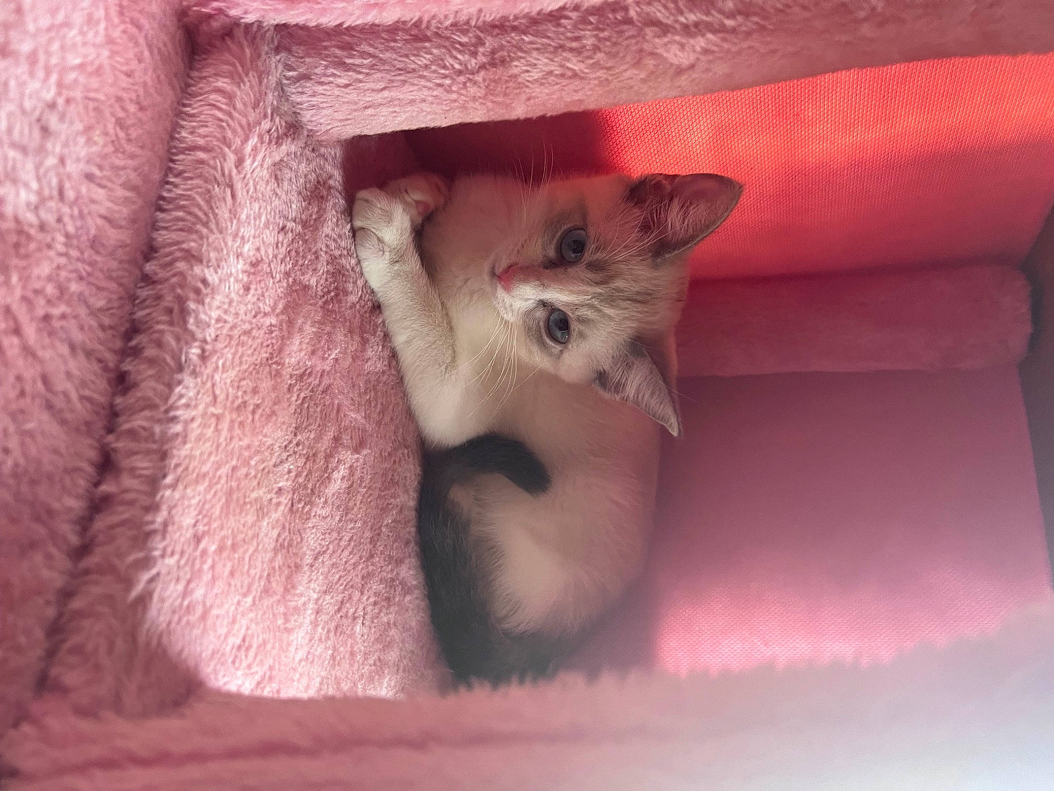 Lily joined the competition — help win amazing prizes! carnivore, cat, cat_supply, claw, comfort, domestic_short_haired_cat, fawn, felidae, fur, paw, small_to_medium_sized_cats, snout, tail, terrestrial_animal, whiskers