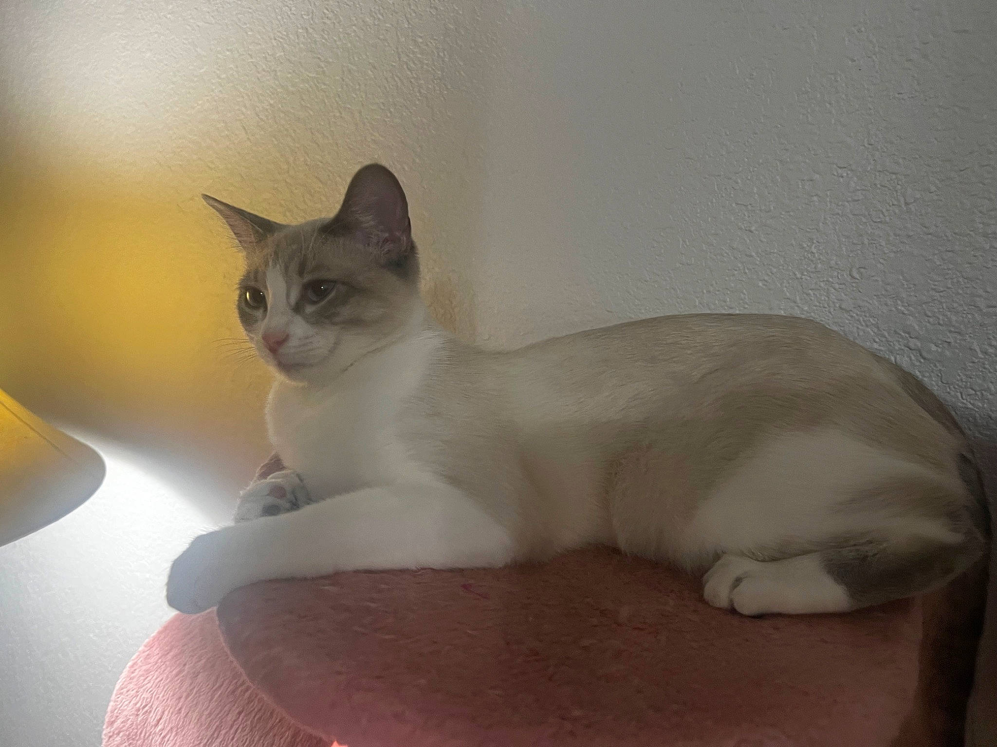 Lily is registered to the contest to win money with this photo: carnivore, cat, cat_supply, comfort, domestic_short_haired_cat, eye, fawn, felidae, fur, paw, pet_supply, sitting, small_to_medium_sized_cats, snout, tail, whiskers, window