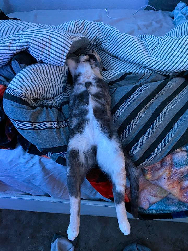 Stella is registered to the contest to win money with this photo: canidae, carnivore, comfort, companion_dog, couch, dog, dog_breed, fawn, felidae, fur, lap, linens, sitting, small_to_medium_sized_cats, sporting_group, tail, terrier, textile, toy_dog, whiskers