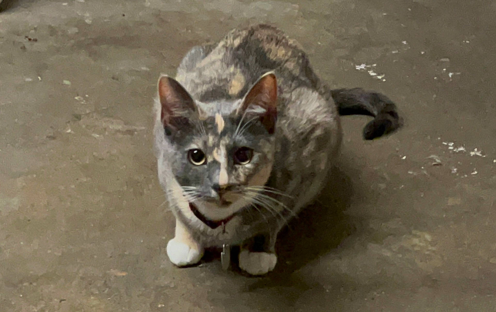 Stella joined the competition — help win amazing prizes! carnivore, cat, domestic_short_haired_cat, eye, felidae, fur, paw, sand, small_to_medium_sized_cats, snout, tail, terrestrial_animal, water, whiskers, wildlife