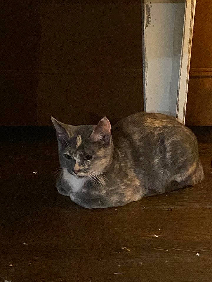 Stella is registered to the contest to win money with this photo: carnivore, cat, cat_supply, domestic_short_haired_cat, door, felidae, fur, grey, paw, small_to_medium_sized_cats, snout, tail, terrestrial_animal, whiskers, window, wood