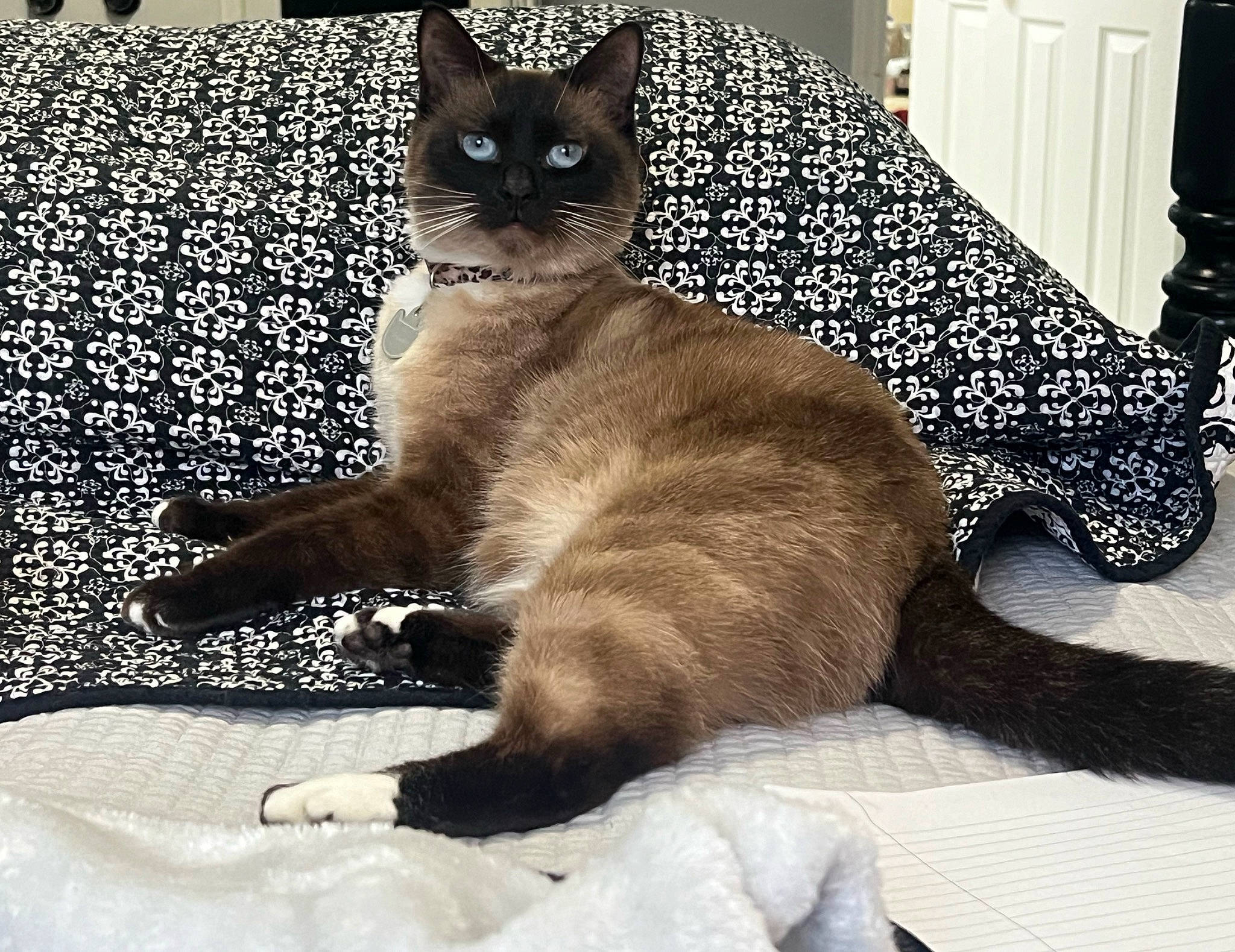 Estelle is registered to the contest to win money with this photo: black_cat, carnivore, cat, claw, comfort, domestic_short_haired_cat, fawn, felidae, foot, fur, human_leg, linens, paw, siamese, sitting, small_to_medium_sized_cats, snout, tail, terrestrial_animal, whiskers