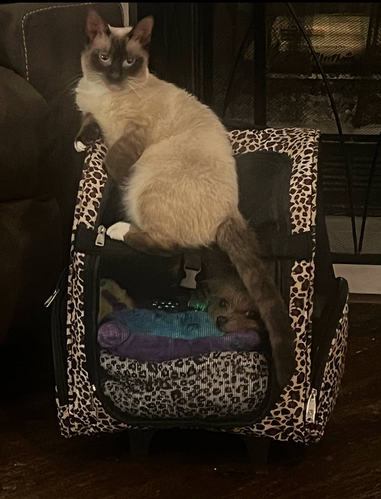 Estelle is registered to the contest to win money with this photo: bag, carnivore, cat, cat_supply, chair, comfort, domestic_short_haired_cat, fawn, felidae, fur, luggage_and_bags, paw, pet_supply, room, siamese, sitting, small_to_medium_sized_cats, snout, tail, whiskers