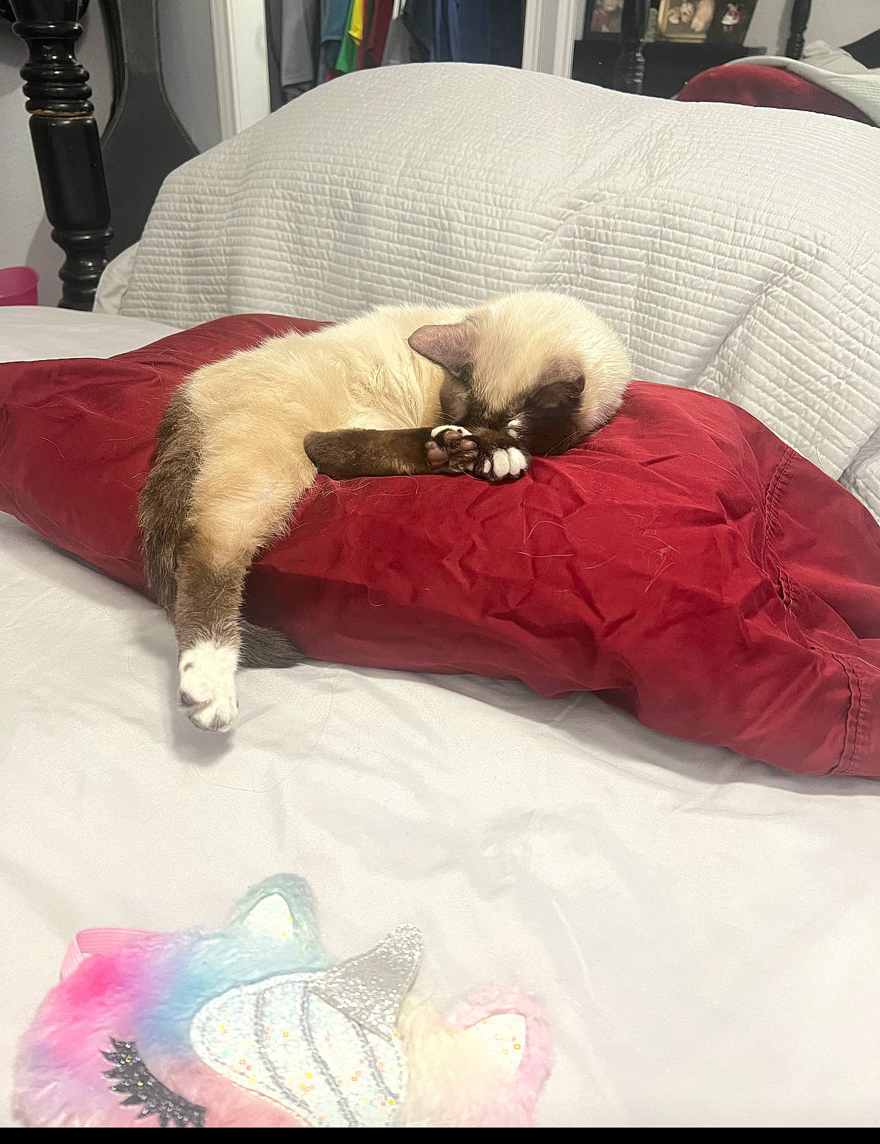 Estelle joined the competition — help win amazing prizes! canidae, carnivore, cat, cat_bed, cat_supply, comfort, companion_dog, dog_breed, fawn, felidae, flooring, fur, linens, mattress, pet_supply, small_to_medium_sized_cats, sporting_group, tail, textile, whiskers