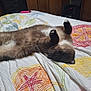 cat, siamese_cat, pet, lying_down, bed, bedspread, patterned_bedspread, indoor, furniture, relaxed, animal, whiskers, fur, paw, cozy, resting, domestic_animal, cute, sleepy, home