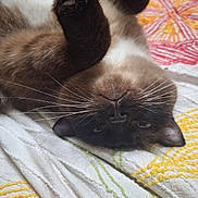 Estelle joined the competition — help win amazing prizes! cat, siamese_cat, pet, animal, whiskers, fur, paws, upside_down, lying_down, quilt, textile, colorful, bed, cozy, indoor, cute, playful, resting, closeup, portrait