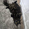 belly_up, black_cat, carpet, cat, cozy, curtain, feet, feline, indoor, long_hair, looking_up, paws, pet, playful, portrait, rug, sneakers, whiskers, wood_floor, yellow_eyes