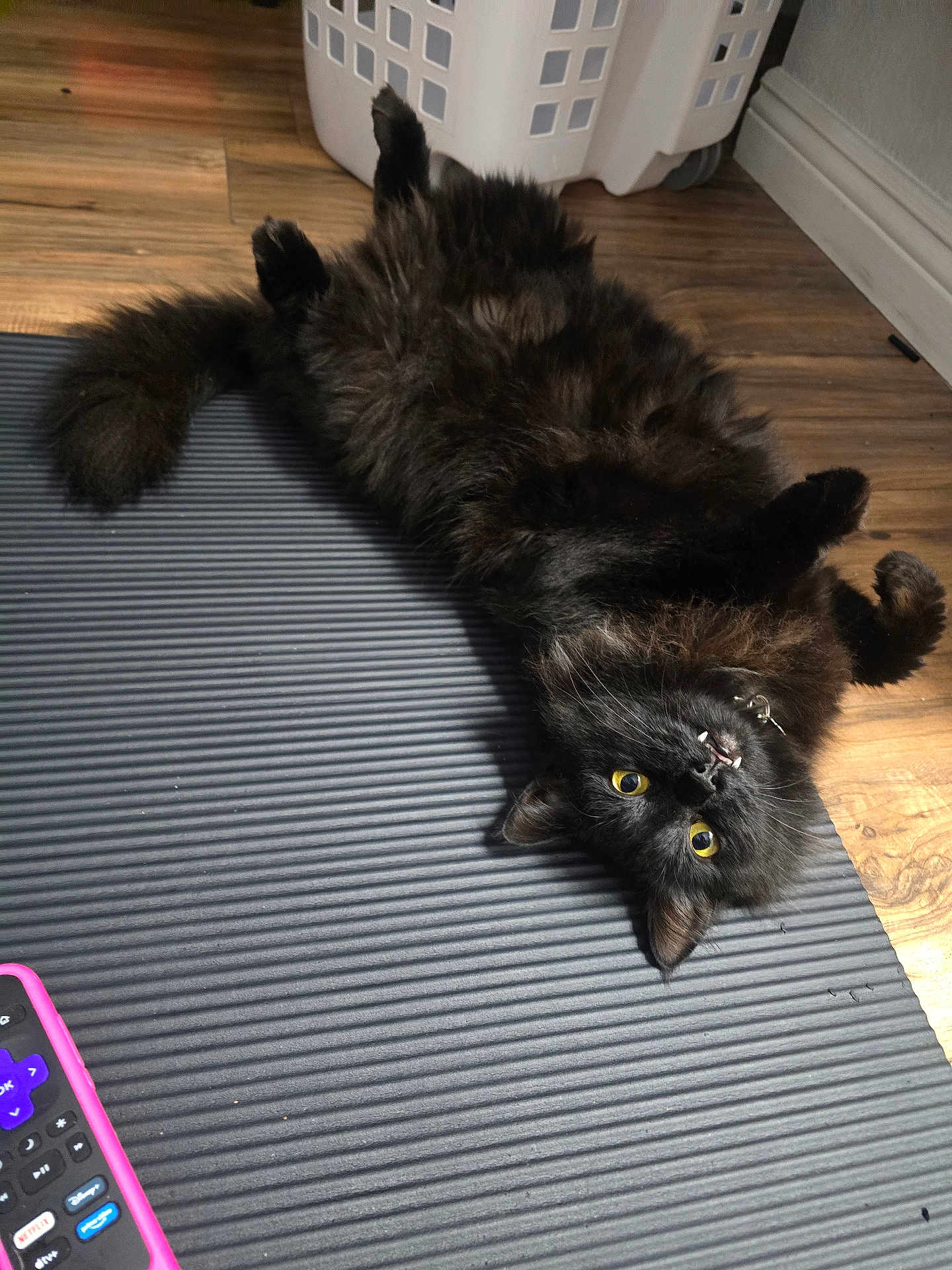 Elly joined the competition — help win amazing prizes! cat, black_cat, pet, indoor, floor, mat, laundry_basket, remote_control, wooden_floor, yellow_eyes, fluffy_fur, playful, relaxed, lying_down, feline, whiskers, collar, fangs, domestic_animal, home
