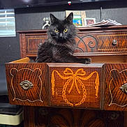 Elly is registered to the contest to win money with this photo: animal, antique, black_cat, cabinet, carved_wood, cat, dramatic, drawer, dresser, feline, home, indoor, longhaired_cat, looking_at_camera, ornate, pet, portrait, sitting, wooden_furniture, yellow_eyes