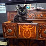 Elly is registered to the contest to win money with this photo: animal, antique_furniture, black_cat, carved_wood, cat, centered_subject, dramatic_lighting, fluffy, funny_pose, home, indoor, inside_drawer, longhaired, open_drawer, ornate, pet, portrait, sitting, wooden_dresser, yellow_eyes