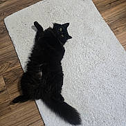Elly is registered to the contest to win money with this photo: belly_up, black_cat, carpet, cat, cozy, floor, fluffy, fur, home, indoor, looking_up, lying, paws, pet, playful, relaxed, tail, white_rug, wood_floor, yellow_eyes