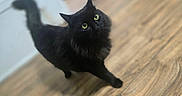 Elly joined the competition — help win amazing prizes! animal, black_cat, cat, close_up, dramatic_pose, flooring, fluffy, fur, green_eyes, home, indoors, looking_up, pet, photography, playful, portrait, standing, tail, whiskers, wooden_floor