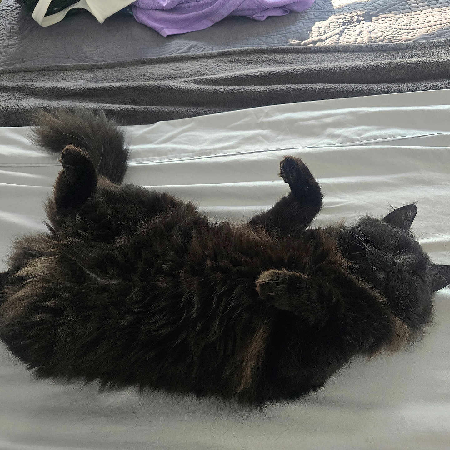 Elly joined the competition — help win amazing prizes! bed, bedding, bedroom, black_cat, blanket, cat, cozy, domestic, fluffy, fur, indoor, nap, paws, pet, relaxed, sheet, sleeping, soft_light, tail, whiskers