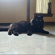 Elly is registered to the contest to win money with this photo: black_cat, cat, indoor, floor, tile_floor, fluffy_fur, window_light, reflection, wooden_statue, curtains, animal, pet, relaxed, lying_down, green_eyes, shadow, home_interior, decor, quiet, cozy