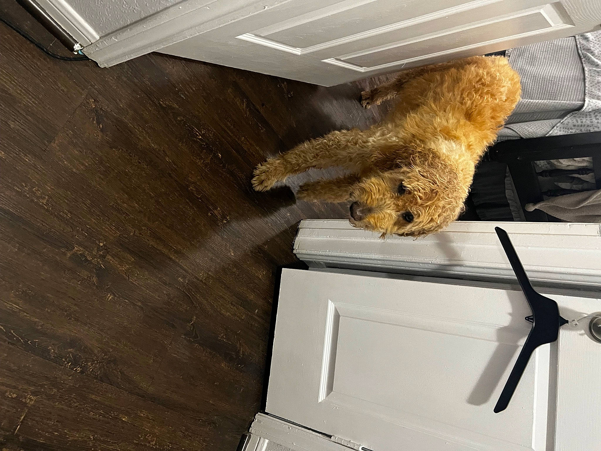 Gobson joined the competition — help win amazing prizes! artifact, brown_bear, companion_dog, design, flooring, fur, hardwood, kitchen_appliance, metal, office_supplies, plank, plywood, rectangle, room, tail, toy, varnish, wood, wood_flooring, wood_stain