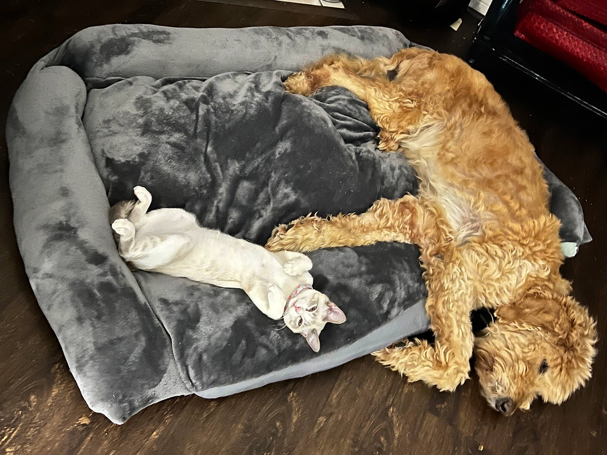 Gobson is registered to the contest to win money with this photo: airedale_terrier, bed, canidae, car_seat, carnivore, comfort, companion_dog, dog, dog_breed, fawn, fur, goldendoodle, linens, nap, sporting_group, terrier, toy, toy_dog, welsh_terrier, wood
