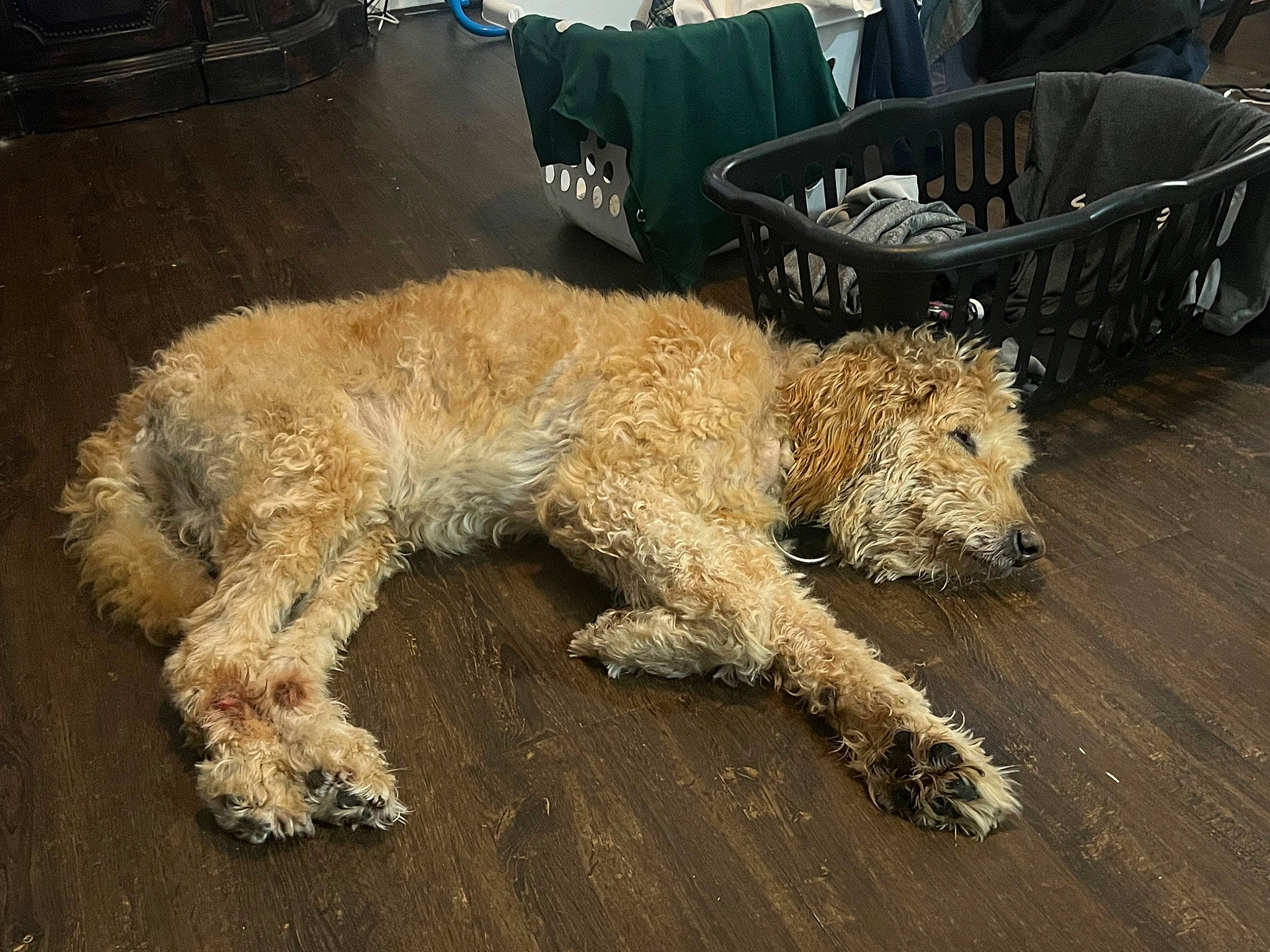 Gobson joined the competition — help win amazing prizes! canidae, carnivore, chair, companion_dog, dog, dog_breed, fawn, flooring, fur, hardwood, lakeland_terrier, poodle, snout, sporting_group, terrier, tire, water_dog, wood, working_animal, working_terrier