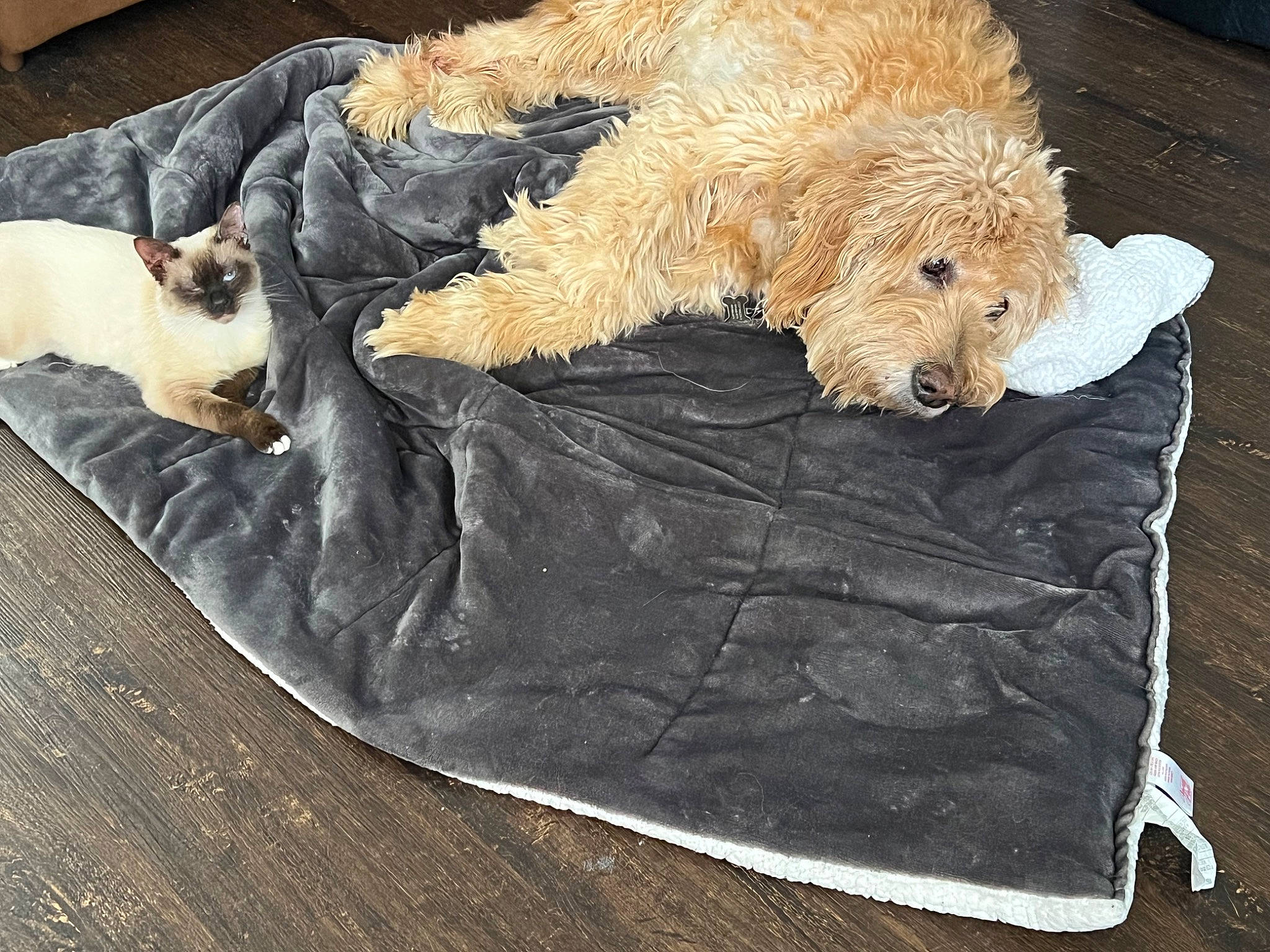 Gobson joined the competition — help win amazing prizes! artifact, bear, bed, canidae, carnivore, comfort, companion_dog, dog_breed, fur, hardwood, linens, milanesa, sporting_group, stuffed_toy, teddy_bear, terrier, toy, welsh_terrier, wood, working_animal