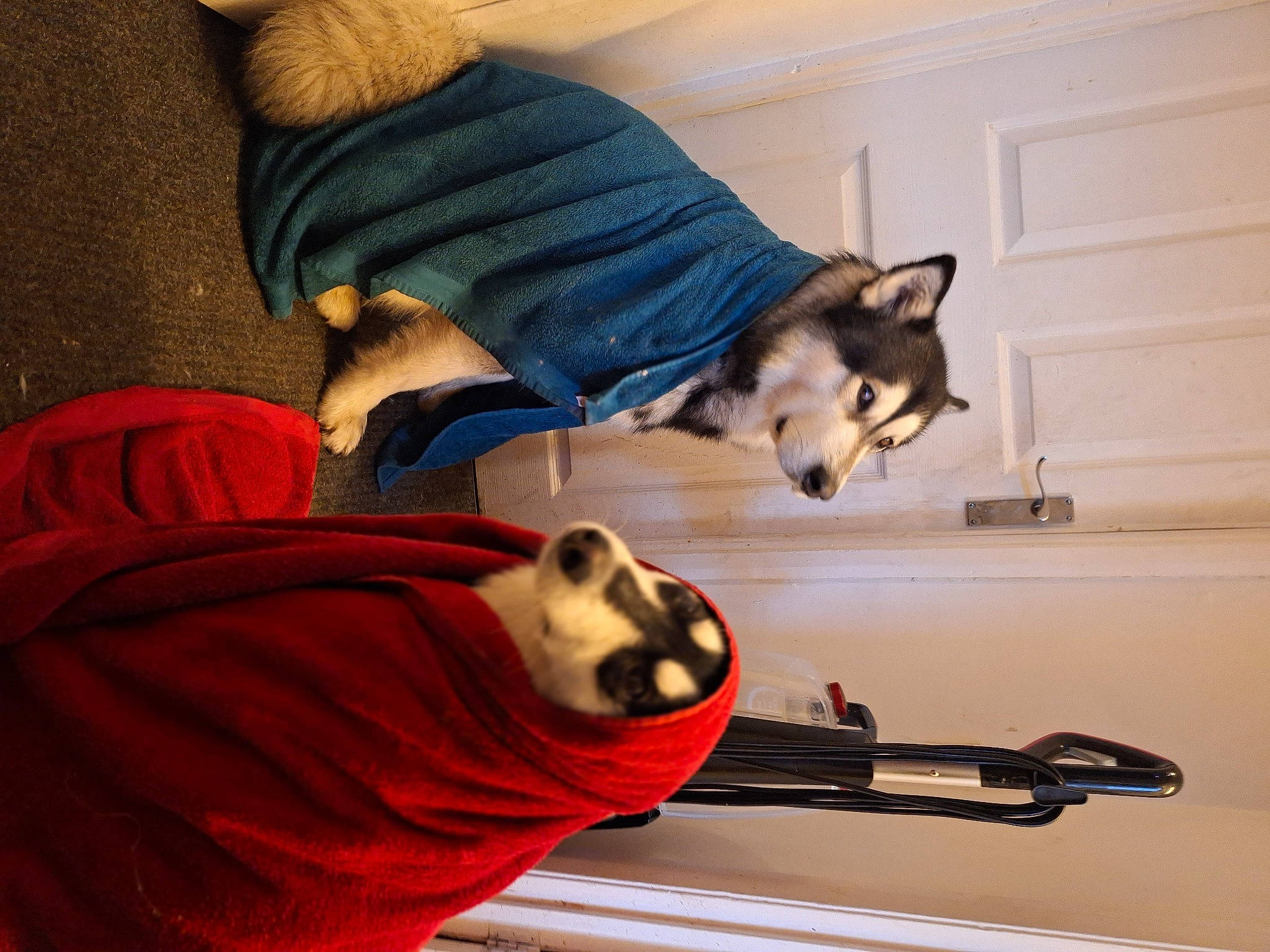 Dexter And Sasha The Rescue Mals joined the competition — help win amazing prizes! canidae, carmine, carnivore, comfort, companion_dog, dog, dog_breed, door, felidae, flooring, fur, hardwood, human_leg, lap, siberian_husky, sitting, small_to_medium_sized_cats, sporting_group, tail, wood