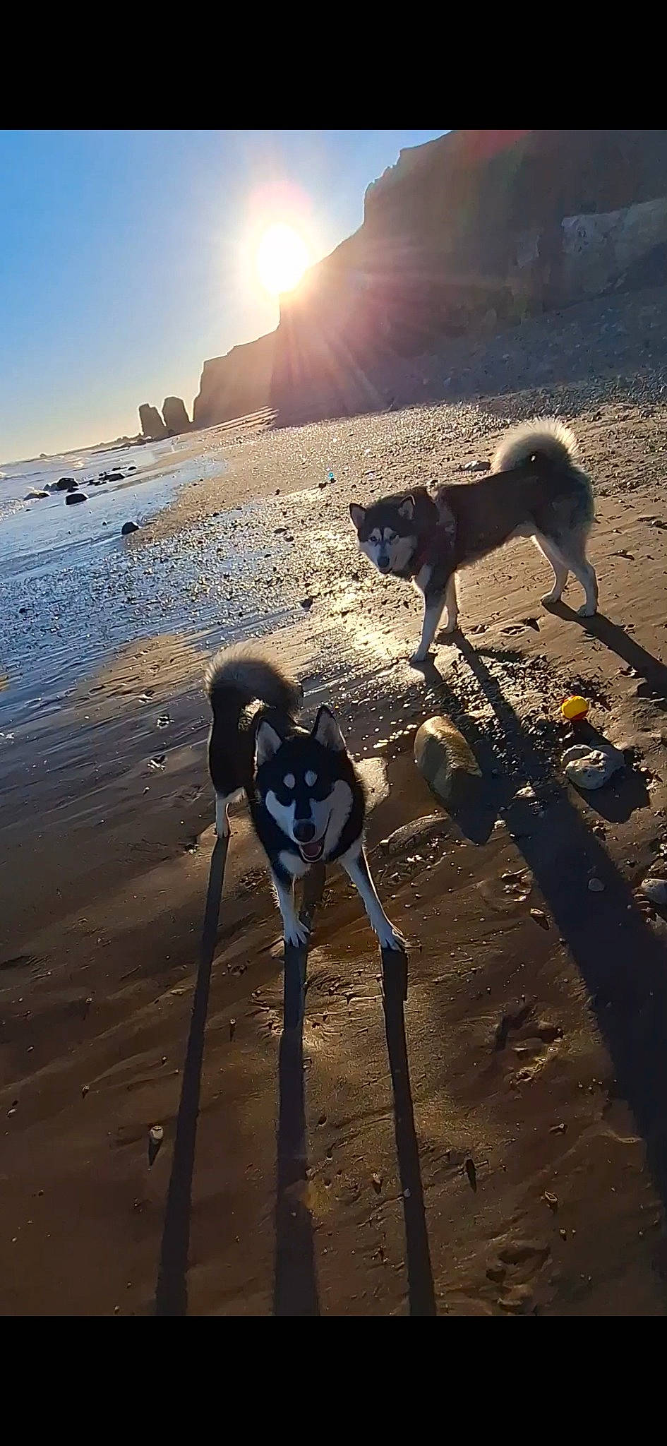 Dexter And Sasha The Rescue Mals is registered to the contest to win money with this photo: beach, calm, coast, dog, evening, horizon, landscape, light, morning, nature, ocean, sand, shadow, shore, sky, sunlight, sunrise, sunset, water, wind_wave