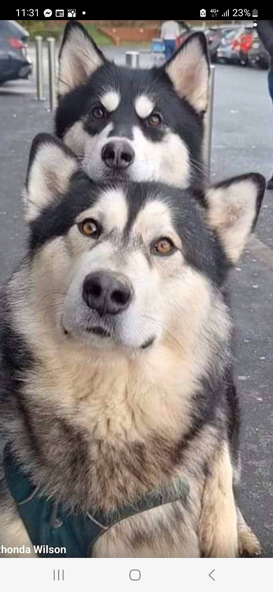 Dexter And Sasha The Rescue Mals is registered to the contest to win money with this photo: ancient_dog_breeds, canidae, canis, carnivore, companion_dog, dog, dog_breed, fur, monochrome_photography, non_sporting_group, siberian_husky, sled_dog, snout, sporting_group, terrestrial_animal, whiskers, wildlife, wolf, working_animal, working_dog