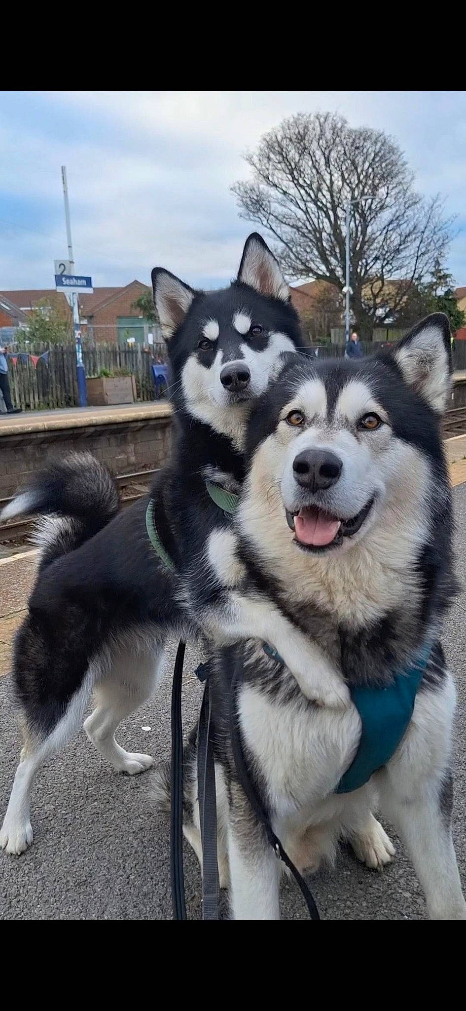 Dexter And Sasha The Rescue Mals is registered to the contest to win money with this photo: canis, carnivore, cloud, collar, companion_dog, dog, dog_breed, fur, mammal, plant, recreation, siberian_husky, sky, sled_dog, snout, sporting_group, terrestrial_animal, tree, vertebrate, working_animal